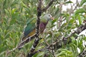 Wompoo Fruit Dove, Kuranda, Queensland, Australia, November 2010 - click for larger image