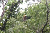 Wompoo Fruit Dove, Kuranda, Queensland, Australia, November 2010 - click for larger image