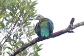 Wompoo Fruit Dove, Kuranda, Queensland, Australia, November 2010 - click for larger image