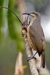 Female Victoria's Riflebird, Paluma, Queensland, Australia, December 2010 - click for larger image