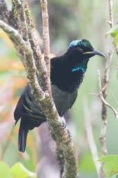 Male Victoria's Riflebird, Paluma, Queensland, Australia, December 2010 - click for larger image