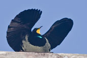 Male Victoria's Riflebird, Paluma, Queensland, Australia, December 2010 - click for larger image