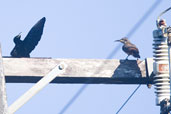 Male Victoria's Riflebird, Paluma, Queensland, Australia, December 2010 - click for larger image