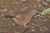 Pilotbird, Tarra Bulga N.P., Vicoria, Australia, April 2006 - click for larger image