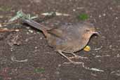 Pilotbird, Tarra Bulga N.P., Vicoria, Australia, April 2006 - click for larger image