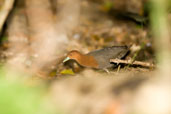 Red-necked Crake, Cairns, Queensland, Australia, November 2010 - click for larger image