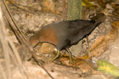 Red-necked Crake, Cairns, Queensland, Australia, November 2010 - click for larger image