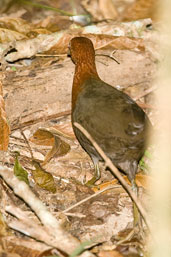 Red-necked Crake, Cairns, Queensland, Australia, November 2010 - click for larger image