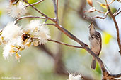 Bar-breasted Honeyeater, Kakadu, Northern Territory, Australia, October 2013 - click for larger image