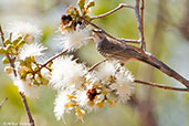 Bar-breasted Honeyeater, Kakadu, Northern Territory, Australia, October 2013 - click for larger image