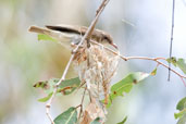 Paluma, Queensland, Australia, December 2010 - click for larger image