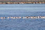 Red-necked Avocet, The Coorong, SA, Australia, February 2006 - click for larger image