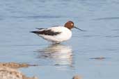 Red-necked Avocet, The Coorong, SA, Australia, February 2006 - click for larger image