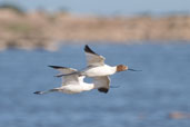 Red-necked Avocet, The Coorong, SA, Australia, February 2006 - click for larger image