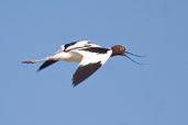 Red-necked Avocet, The Coorong, SA, Australia, February 2006 - click for larger image