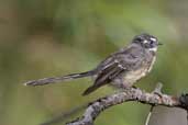 Grey Fantail, Mt. Wellington, Tasmania,, Australia, February 2006 - click for larger image