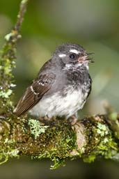 Grey Fantail, Daintree, Queensland, Australia, November 2010 - click for larger image