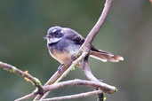 Grey Fantail, Paluma, Queensland, Australia, December 2010 - click for larger image