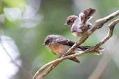 Immature Grey Fantail, Paluma, Queensland, Australia, December 2010 - click for larger image