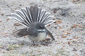 Grey Fantail, Cheynes Beach, Western Australia, October 2013 - click for larger image