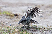 Grey Fantail, Cheynes Beach, Western Australia, October 2013 - click for larger image