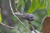 Grey Fantail, Tahune Airwalk, Tasmania,, Australia, February 2006 - click for larger image