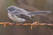 Grey Fantail, Southport, Tasmania,, Australia, February 2006 - click for larger image