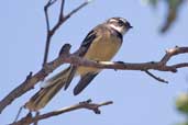 Grey Fantail, Murramarang N.P., NSW, Australia, March 2006 - click for larger image