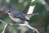 Grey Fantail, Murramarang N.P., NSW, Australia, March 2006 - click for larger image