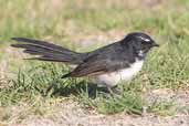 Willie Wagtail, The Coorong, SA, Australia, February 2006 - click for larger image