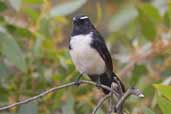 Willie Wagtail, Kangaroo Island, SA, Australia, March 2006 - click for larger image