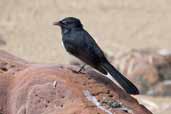 Willie Wagtail, Mallacoota, Victoria, Australia, April 2006 - click for larger image