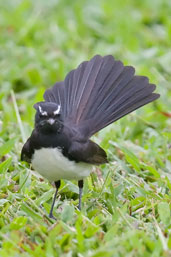 Willie Wagtail, Cairns, Queensland, Australia, November 2010 - click for larger image