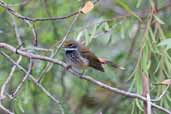 Rufous Fantail, Wye Valley, Victoria, Australia, February 2006 - click for larger image