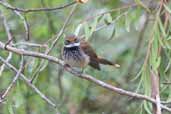 Rufous Fantail, Wye Valley, Victoria, Australia, February 2006 - click for larger image