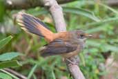 Immature Rufous Fantail, Murramarang N.P., NSW, Australia, March 2006 - click for larger image