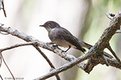 Northern Fantail, Howard Springs, Northern Territory, Australia, October 2013 - click for larger image