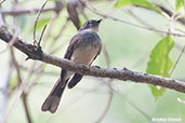 Northern Fantail, Howard Springs, Northern Territory, Australia, October 2013 - click for larger image