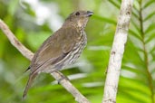 Tooth-billed Bowerbird, Paluma, Queensland, Australia, December 2010 - click for larger image