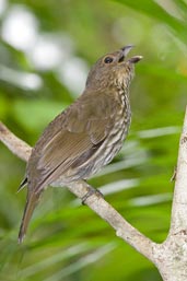 Tooth-billed Bowerbird, Paluma, Queensland, Australia, December 2010 - click for larger image