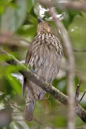 Tooth-billed Bowerbird, Paluma, Queensland, Australia, December 2010 - click for larger image