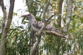 Channel-billed Cuckoo, Townsville, Queensland, Australia, December 2010 - click for larger image