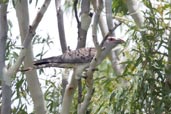 Channel-billed Cuckoo, Townsville, Queensland, Australia, December 2010 - click for larger image