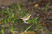 Yellow-throated Scrubwren, Daintree, Queensland, Australia, November 2010 - click for larger image