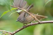 White-browed Scrubwren, Melbourne, Victoria, Australia, January 2006 - click for larger image