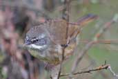 White-browed Scrubwren, Barren Lands N.P., NSW, Australia, March 2006 - click for larger image