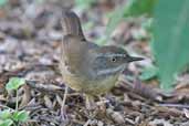 White-browed Scrubwren, Murramarang N.P., NSW, Australia, March 2006 - click for larger image