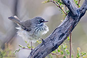 White-browed Scrubwren, Cheynes Beach, Western Australia, October 2013 - click for larger image