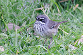White-browed Scrubwren, Cheynes Beach, Western Australia, October 2013 - click for larger image