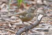 White-browed Scrubwren, Freycinet N.P., Tasmania, Australia, February 2006 - click for larger image